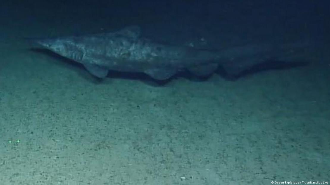 En 2019, una cámara captó a un tiburón duende en las profundidades cercanas a la isla de Jarvis.