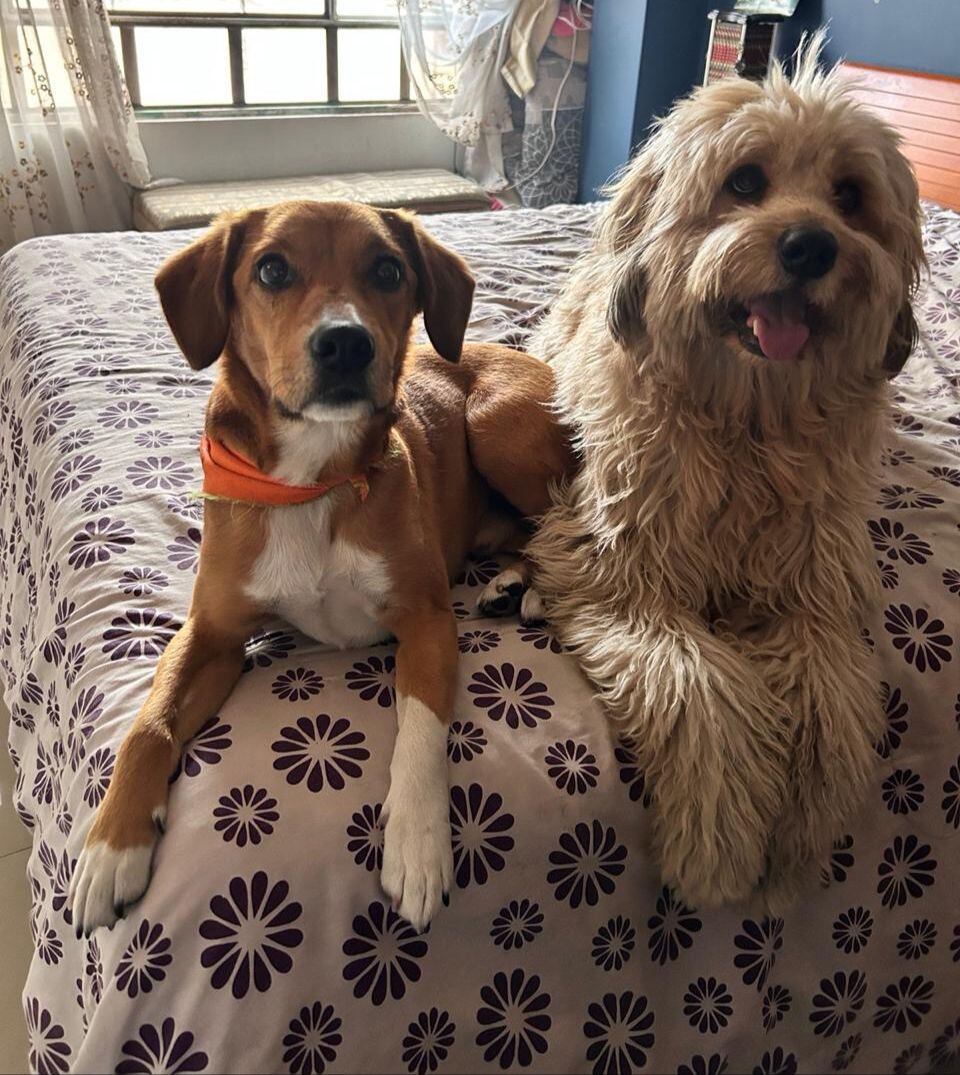 Buscan a ´Cinco´ en Bogotá