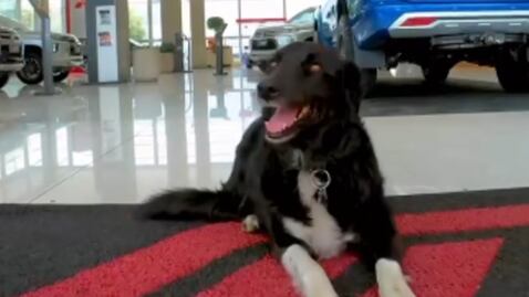 Empresa automotriz rescata perros callejeros y promueve la adopción responsable.