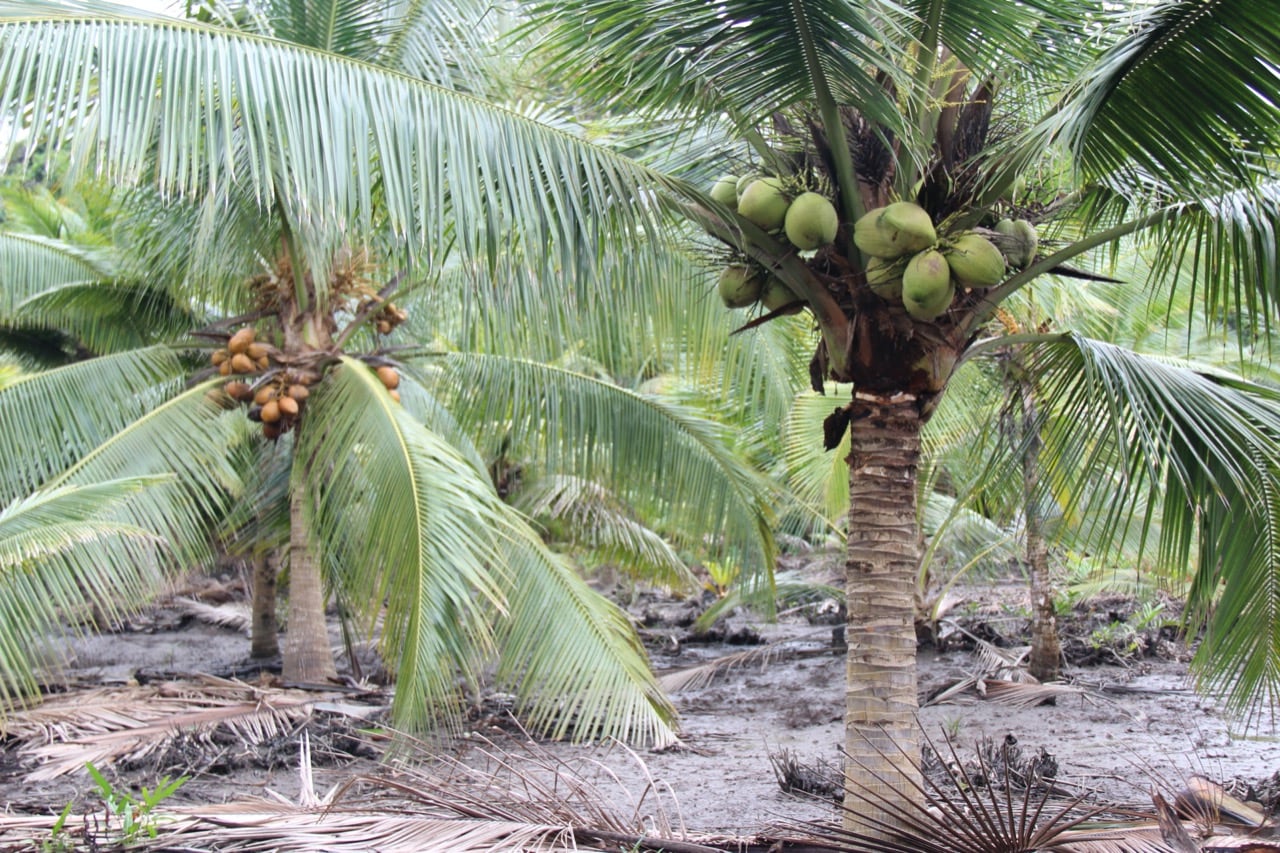 Cooperativa excombatientes