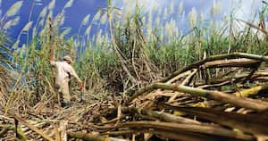 Los cultivos de caña de azúcar pueden ser aprovechados para sacar productos con valor agregado. Foto: Pixabay