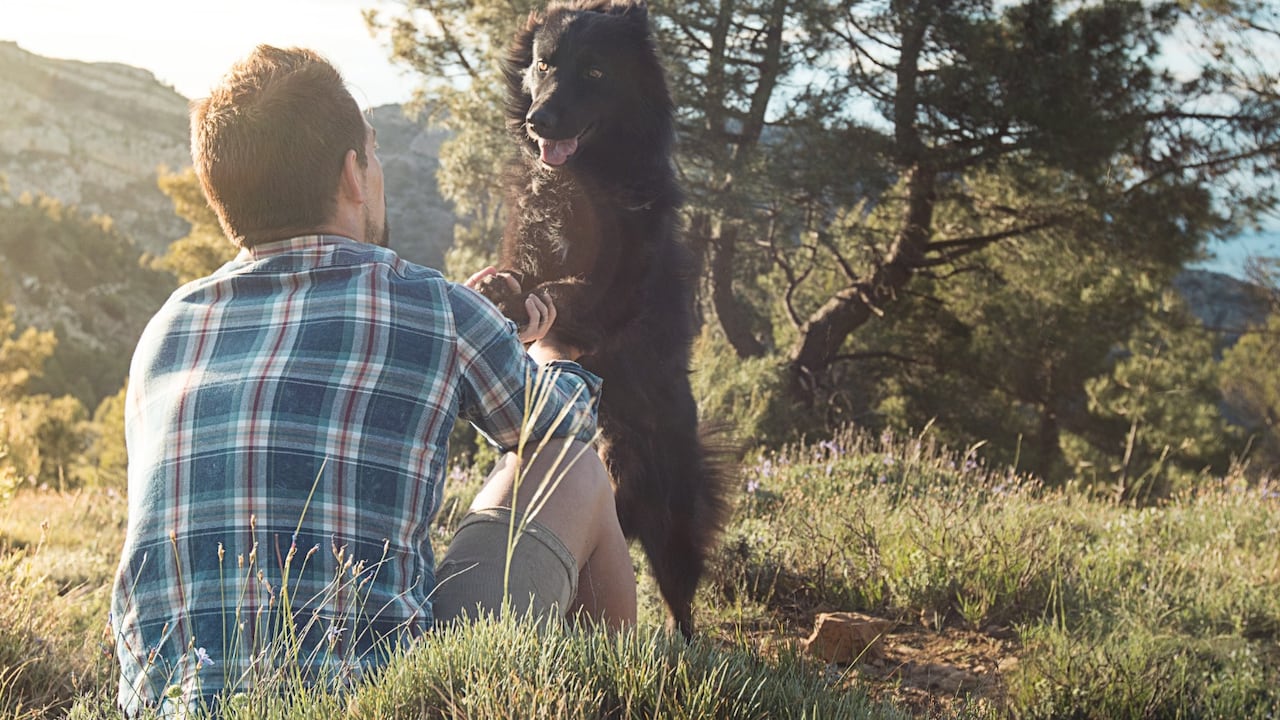 Los perros son reconocidos por su gran cariño, lealtad y amor hacia sus dueños.