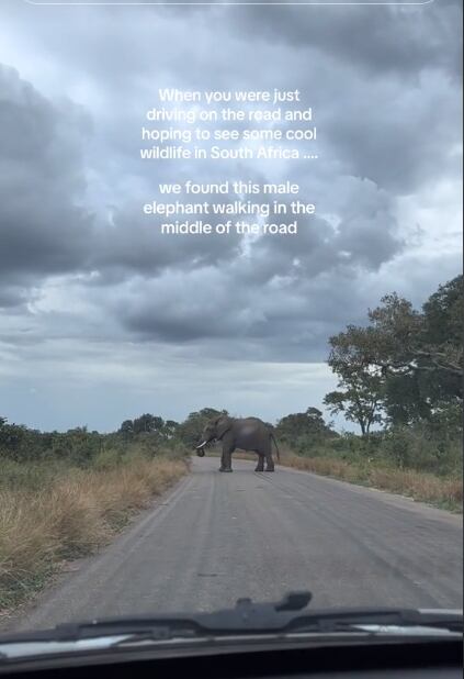 Fotograma:0.10 Tik Tok: @itstianyang First time got chased by a big angry male elephant