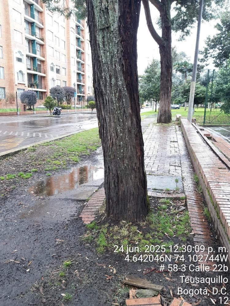 Árboles en riesgo de caída en Ciudad Salitre.