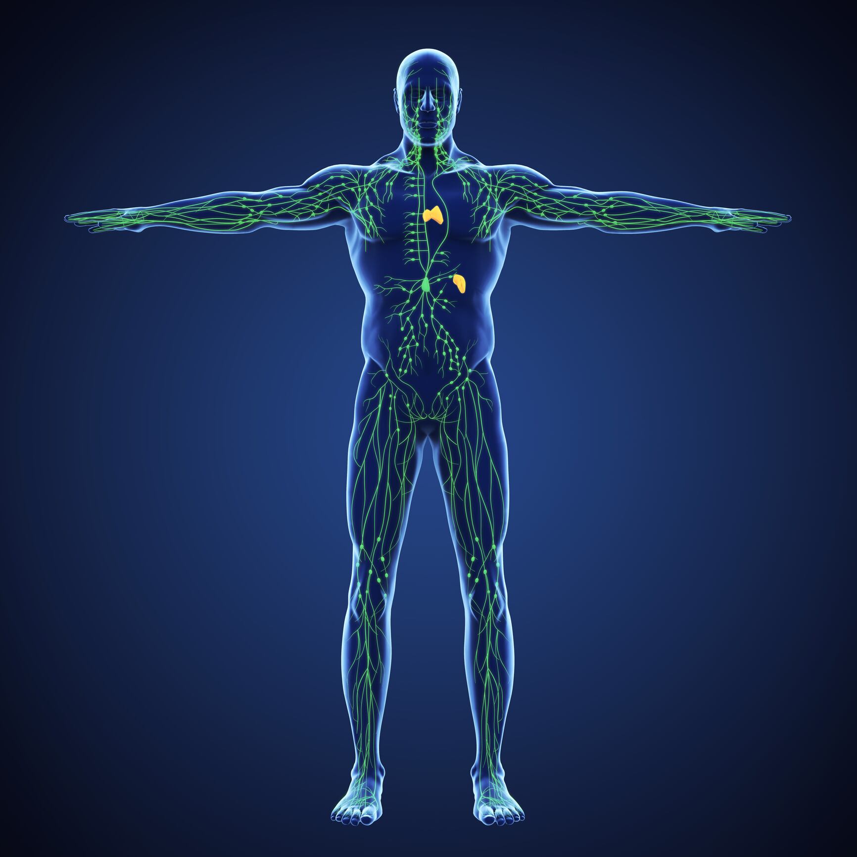 Human Lymphatic System Illustration. 3D render