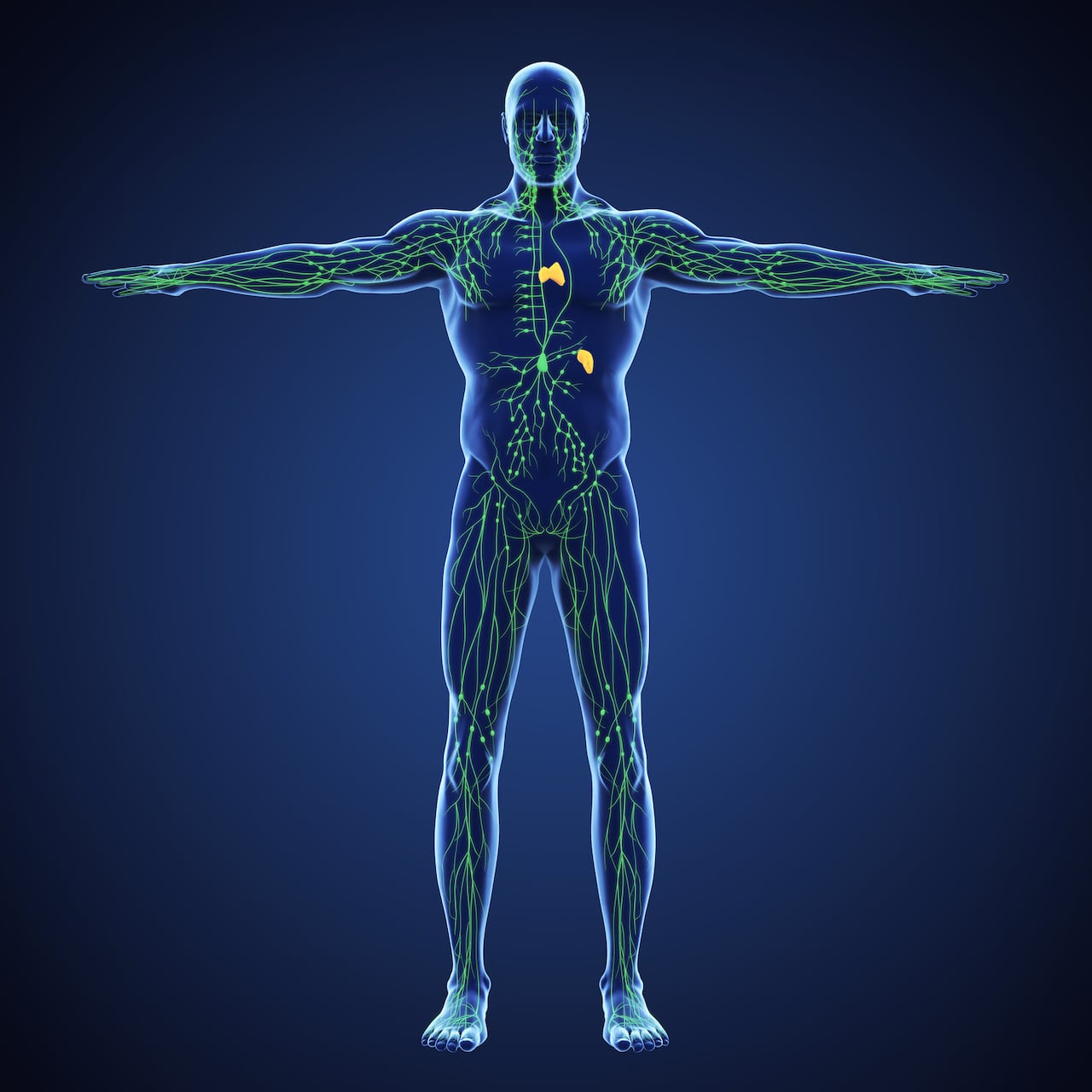 Human Lymphatic System Illustration. 3D render