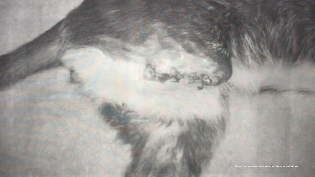 Hombre esterilizó y le amputó una pierna a un gato en plena vía pública; no era veterinario