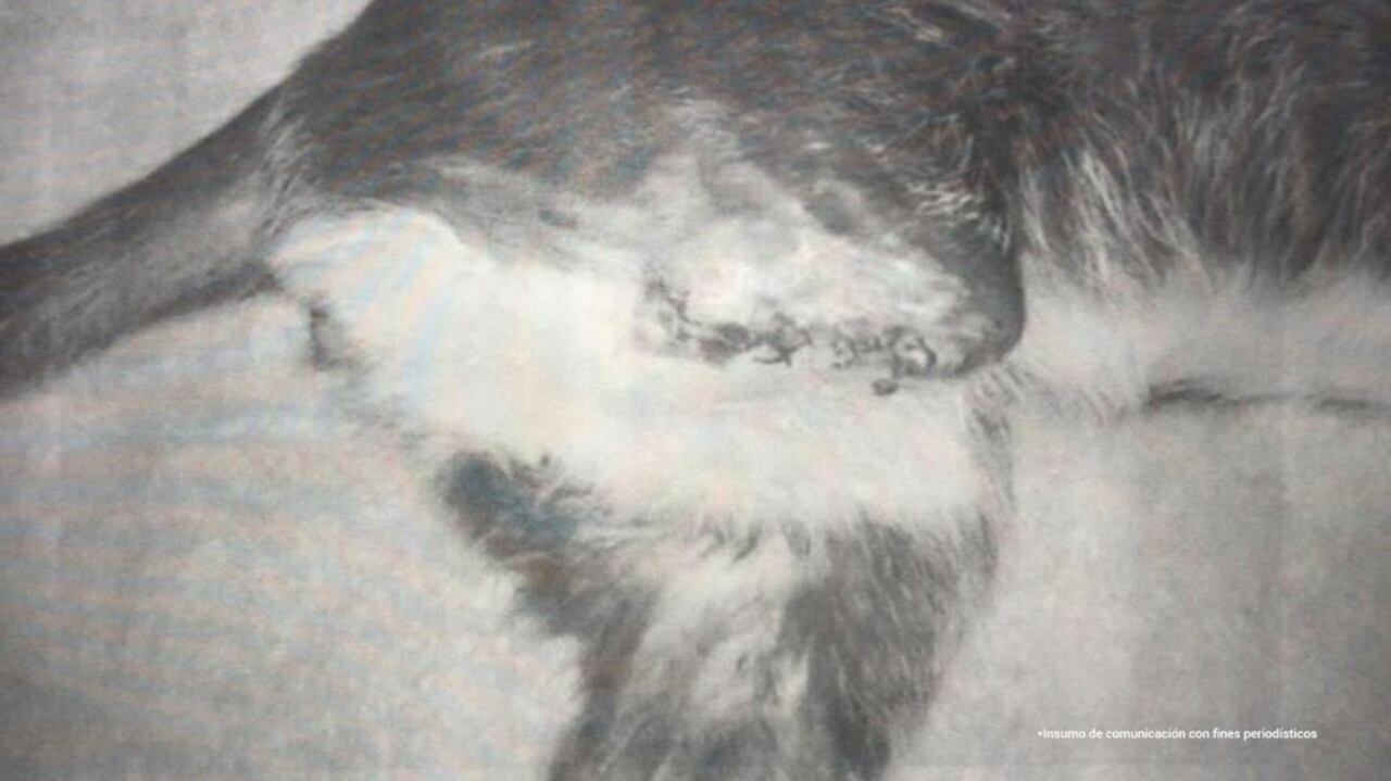 Hombre esterilizó y le amputó una pierna a un gato en plena vía pública; no era veterinario