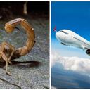 Escorpión en avión