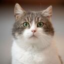 Lo que se debe hacer para que los gatos no se asusten con pólvora.