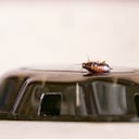 Las cucarachas suelen establecerse donde hay residuos humanos.