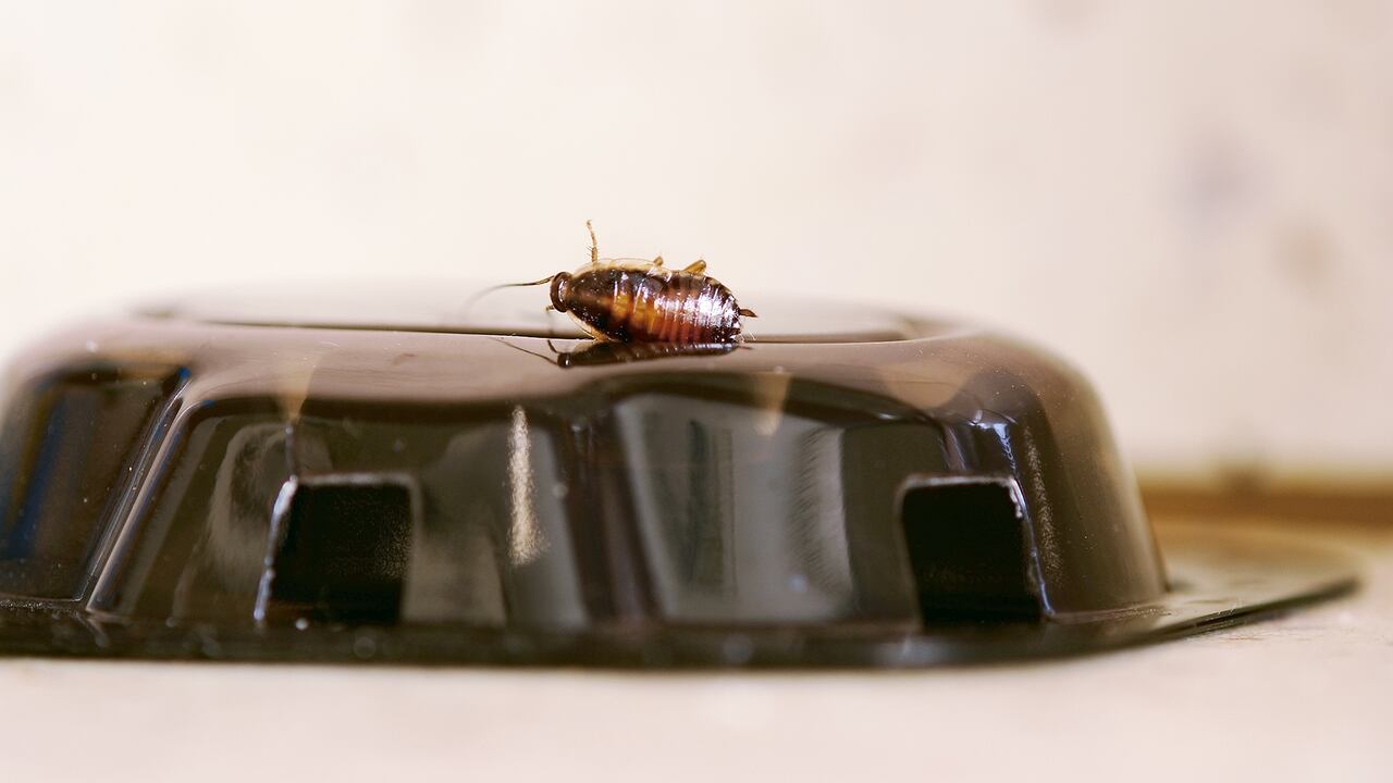 Las cucarachas suelen establecerse donde hay residuos humanos.