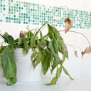 Una planta se puede secar por varias razones.