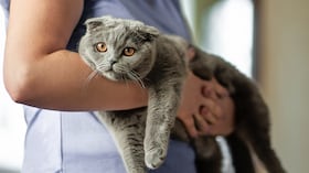 Los felinos son expertos en esconder el dolor, por lo que es recomendable llevarlos a controles veterinarios por lo menos una vez al año para verificar que todo esté en orden.