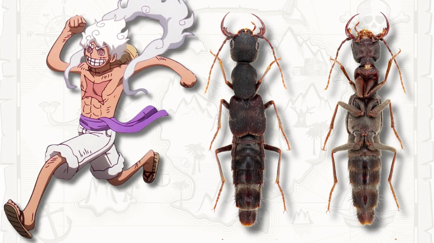 El nombre Luffy nika hace referencia a una de las transformaciones más famosas del anime.