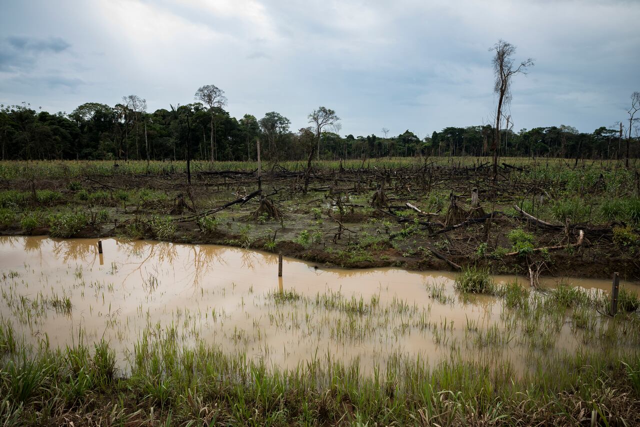 DEFORESTACION