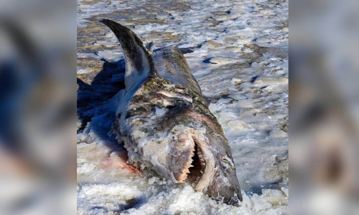 Sorpresa por hallazgo de tiburón congelado por las bajas temperaturas en Massachusetts