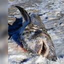 Sorpresa por hallazgo de tiburón congelado por las bajas temperaturas en Massachusetts