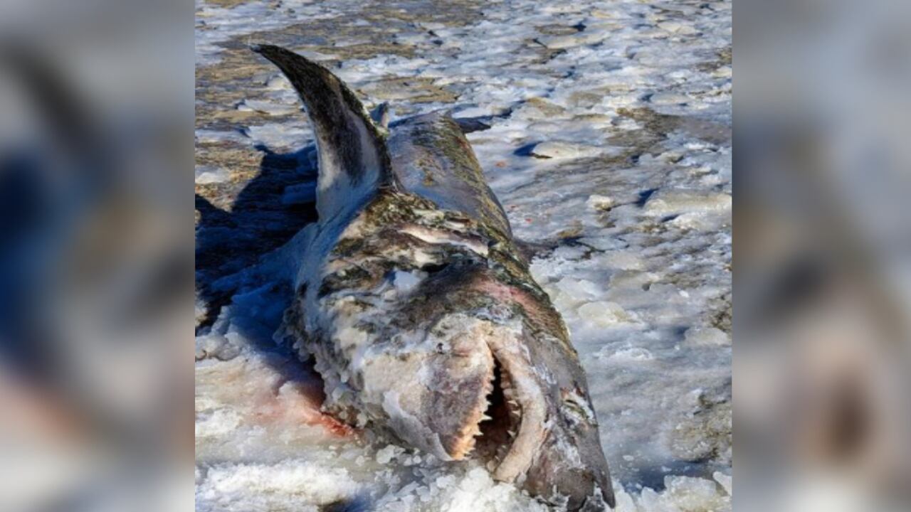 Sorpresa por hallazgo de tiburón congelado por las bajas temperaturas en Massachusetts.