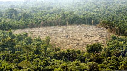 La deforestación en el Amazonas  y la erosión son algunos problemas que afectan la diversidad biológica en el país.