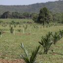 Las obras del distrito de riego de Repelón, que desarrolla la Gobernación en convenio con la Agencia de Desarrollo Rural, están ejecutadas en sus fases 1 y 2.