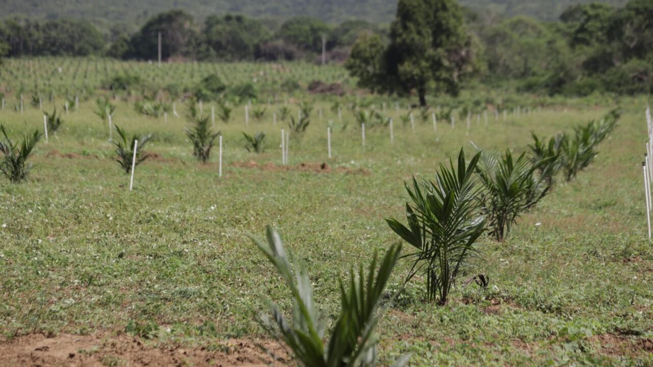 Las obras del distrito de riego de Repelón, que desarrolla la Gobernación en convenio con la Agencia de Desarrollo Rural, están ejecutadas en sus fases 1 y 2.