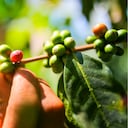 De los 116 municipios que conforman el departamento, 69 cultivan actualmente el grano.