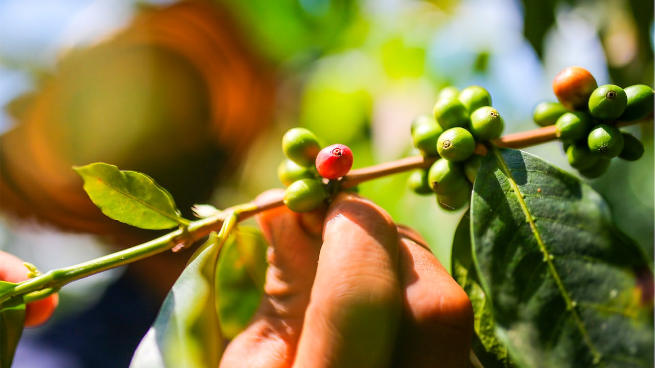 El café es una de las exportaciones no mineras más importantes de Colombia.