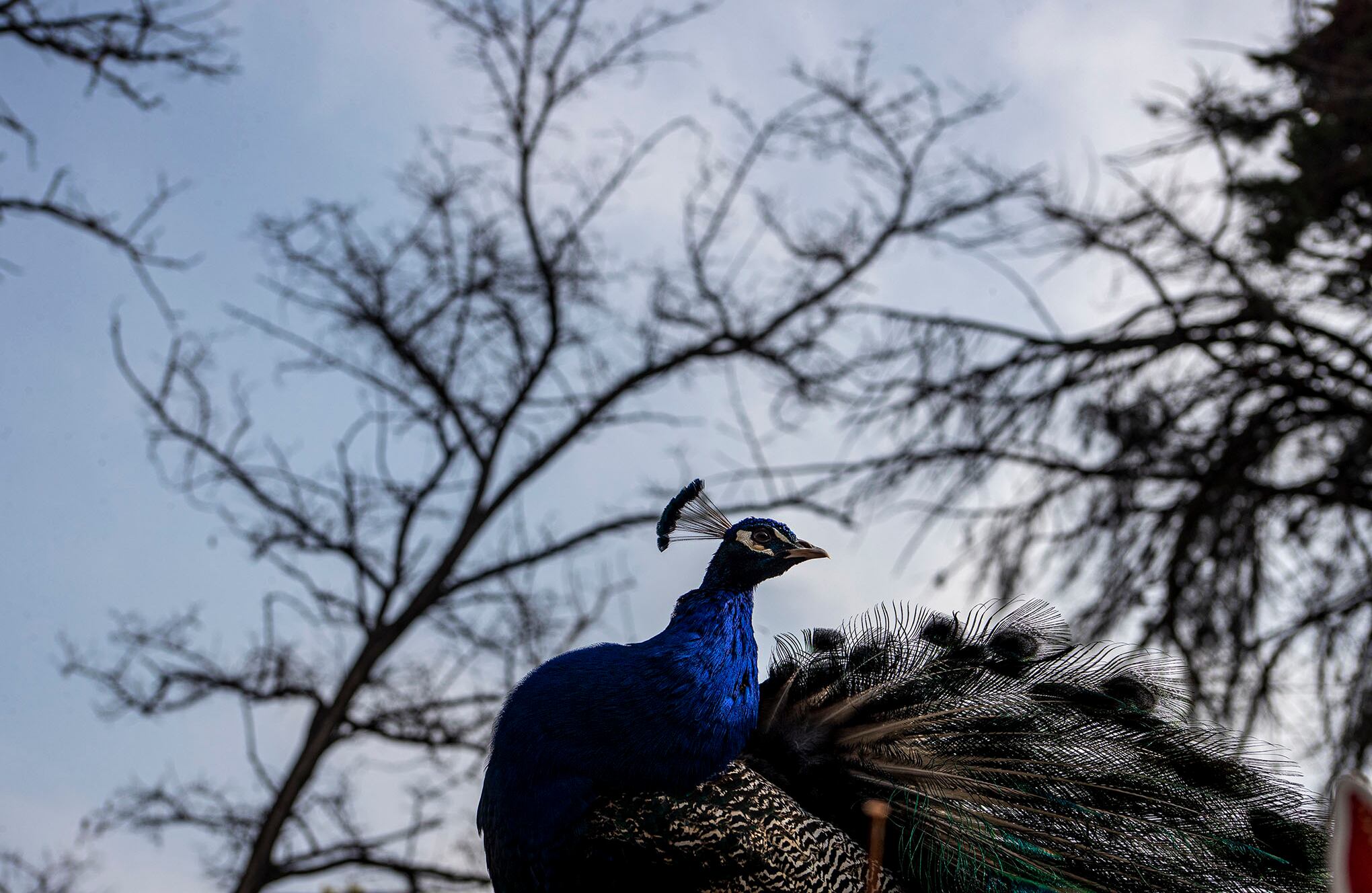 Zoológico en Santiago de Chile