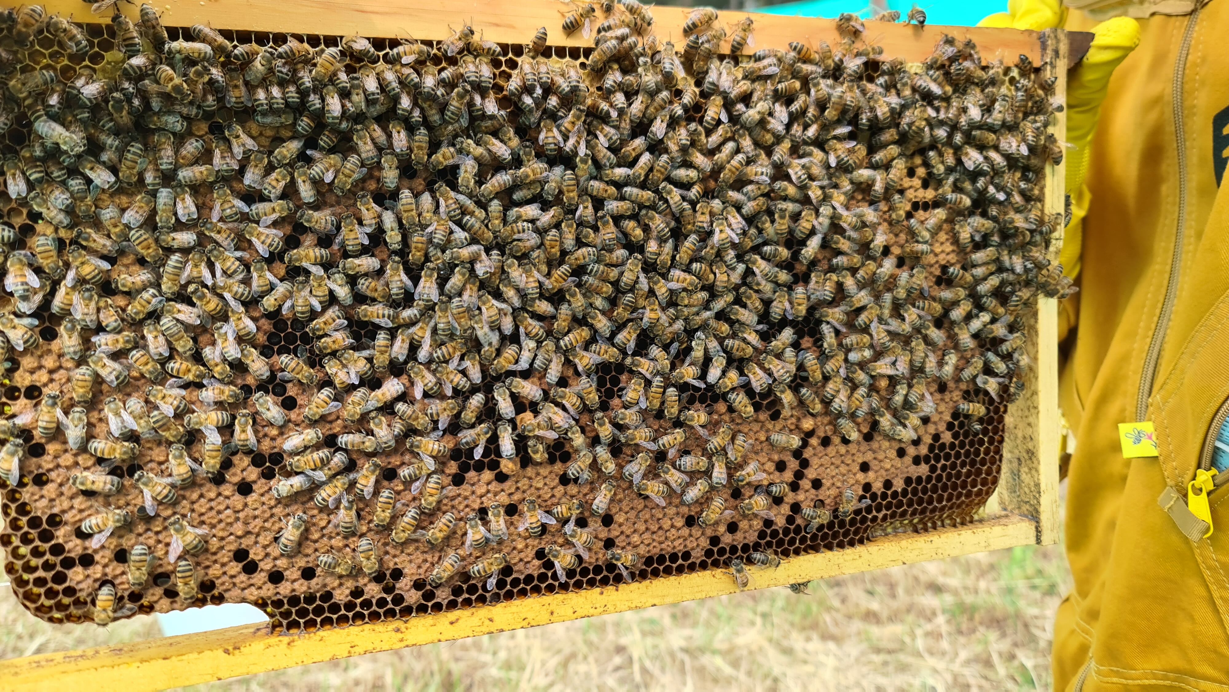 Desde el mes de agosto, el Ecoparque Sabana se ha encargado de la protección de siete colmenas de abejas para recuperar ecosistemas locales.