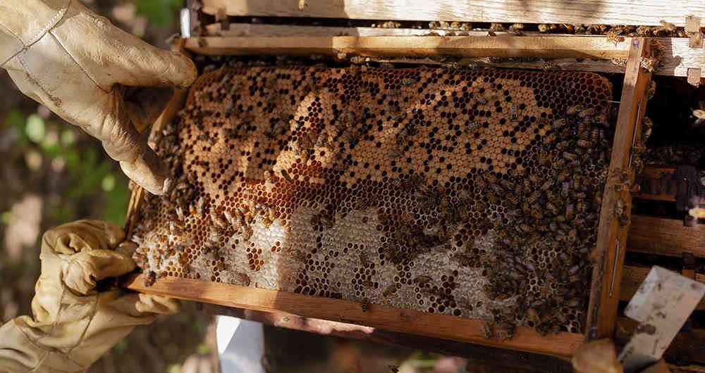 La apicultura es una ficha clave en el proyecto piloto de formalización de tierras.