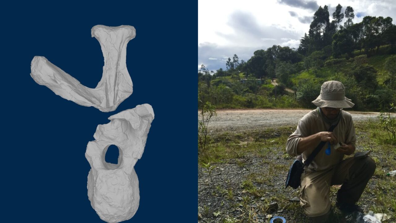 Desde 1943 se encontró el fósil, pero hasta este 2022 se concluyó la investigación.