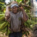 Los mejores precios de los alimentos, con miras a la demanda de fin de año, impulsaron la actividad agrícola.