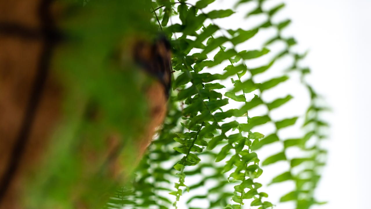 Las plantas de helecho se relacionan con buena energía.
