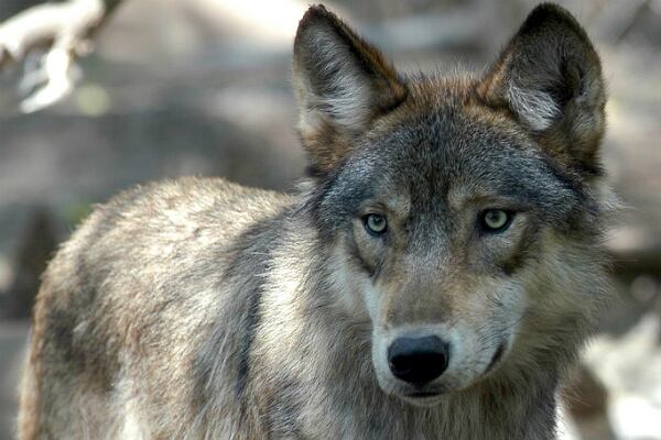 Un lobo gris en el Centro de Ciencias de la Vida Silvestre en Lake Forest, Minnsota. El gobierno ha gastado miles de millones de dólares tratando de salvar unas 1.500 especies  en peligro de extinción.