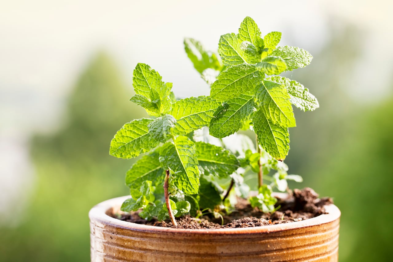 Con la esperanza de restaurar el esplendor verde de la hierbabuena, se buscan consejos y técnicas para enfrentar su sequedad.
