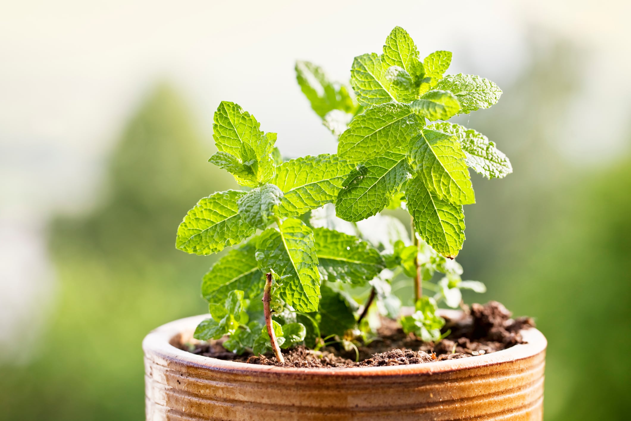 Con la esperanza de restaurar el esplendor verde de la hierbabuena, se buscan consejos y técnicas para enfrentar su sequedad.