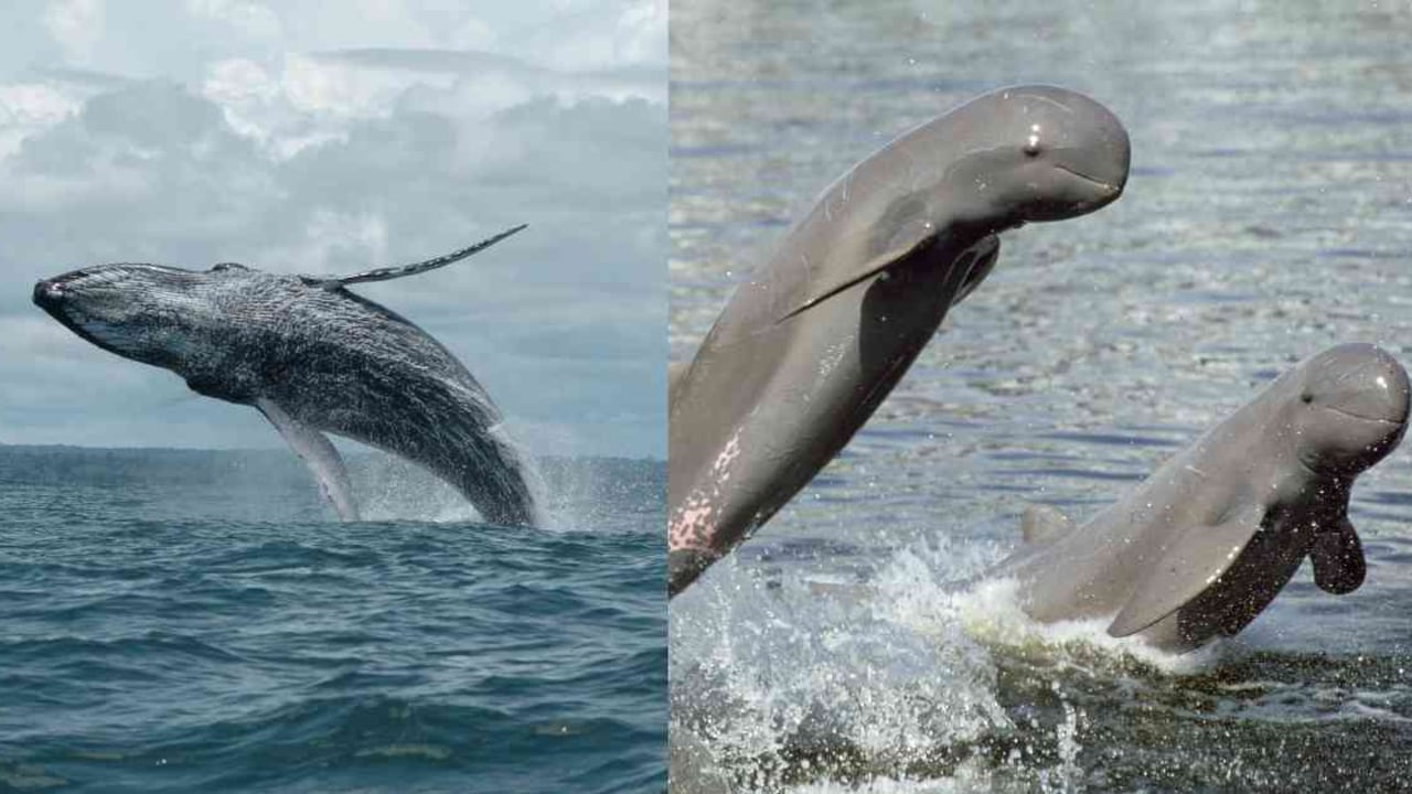 En el mundo hay más de 80 especies de cetáceos, muchos en peligro de extinción. Fotos: Lilián Flórez (Fundación Yubarta) y naturepl.com (Roland Seitre - WWF).