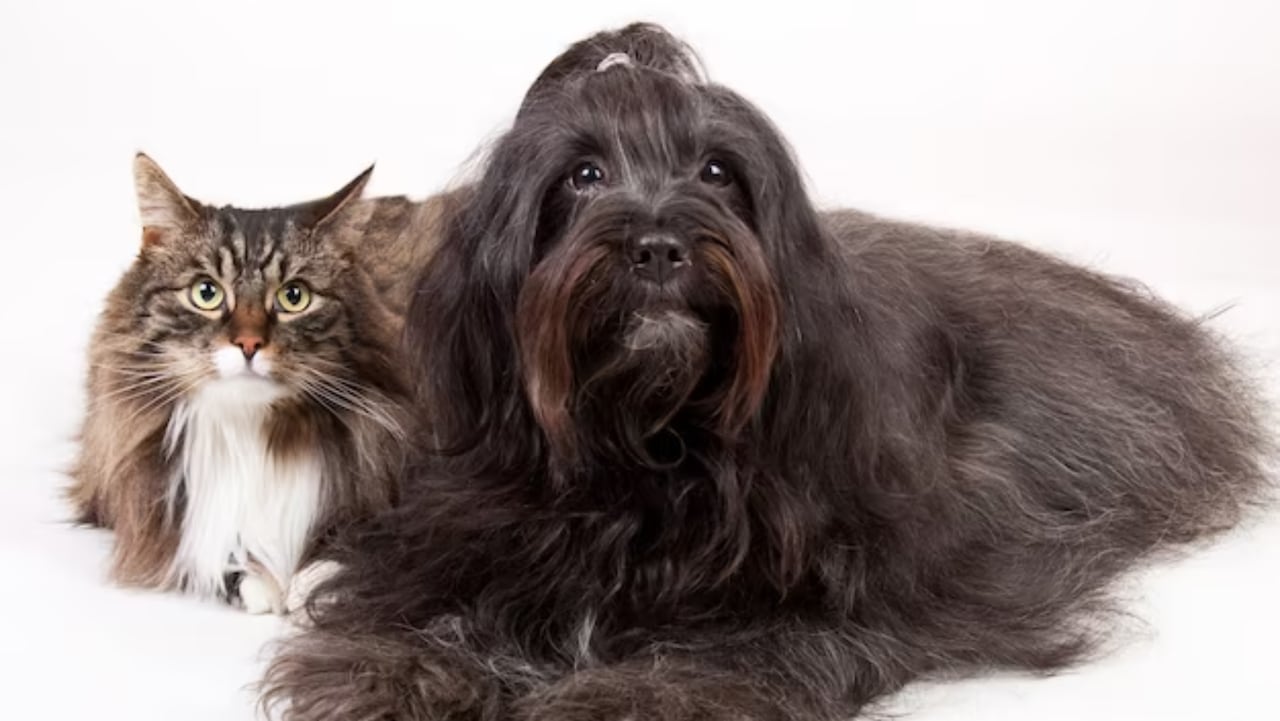 Las razas de perros que mejor se la llevan con los gatos