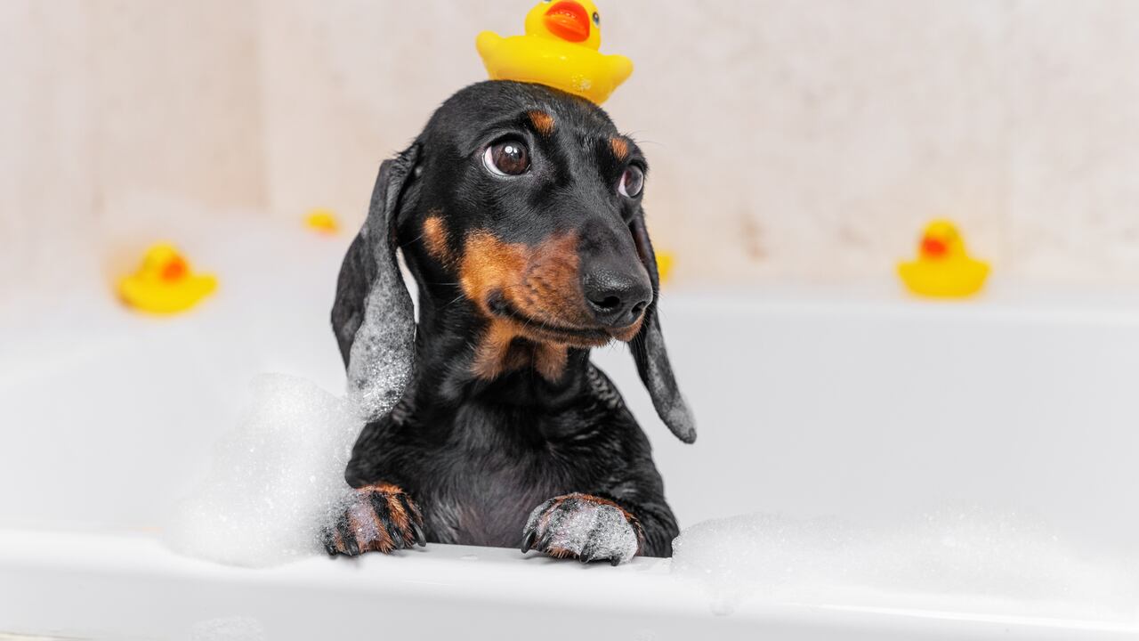 En el mundo de las mascotas, los perros son compañeros leales y amorosos.