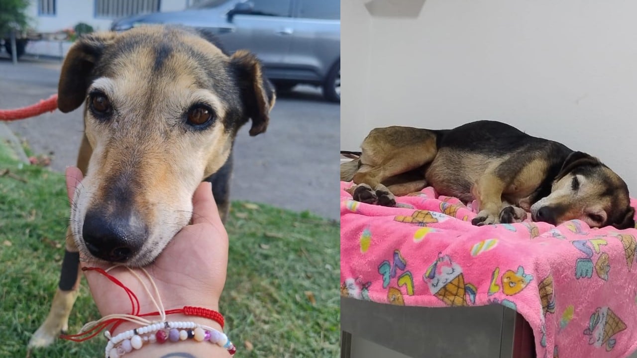 La perrita fue rescatada en condiciones críticas: débil y deshidratada.