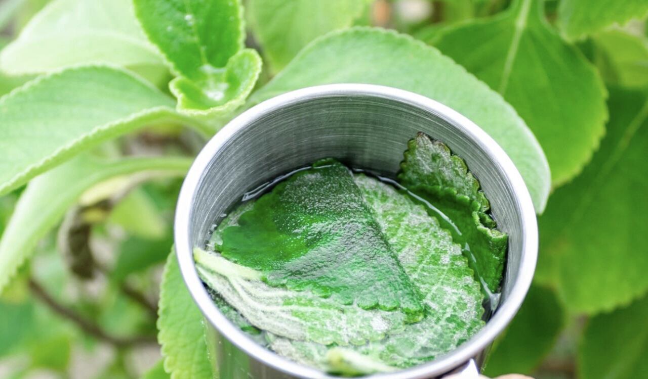 La infusión de boldo es ideal para depurar el hígado