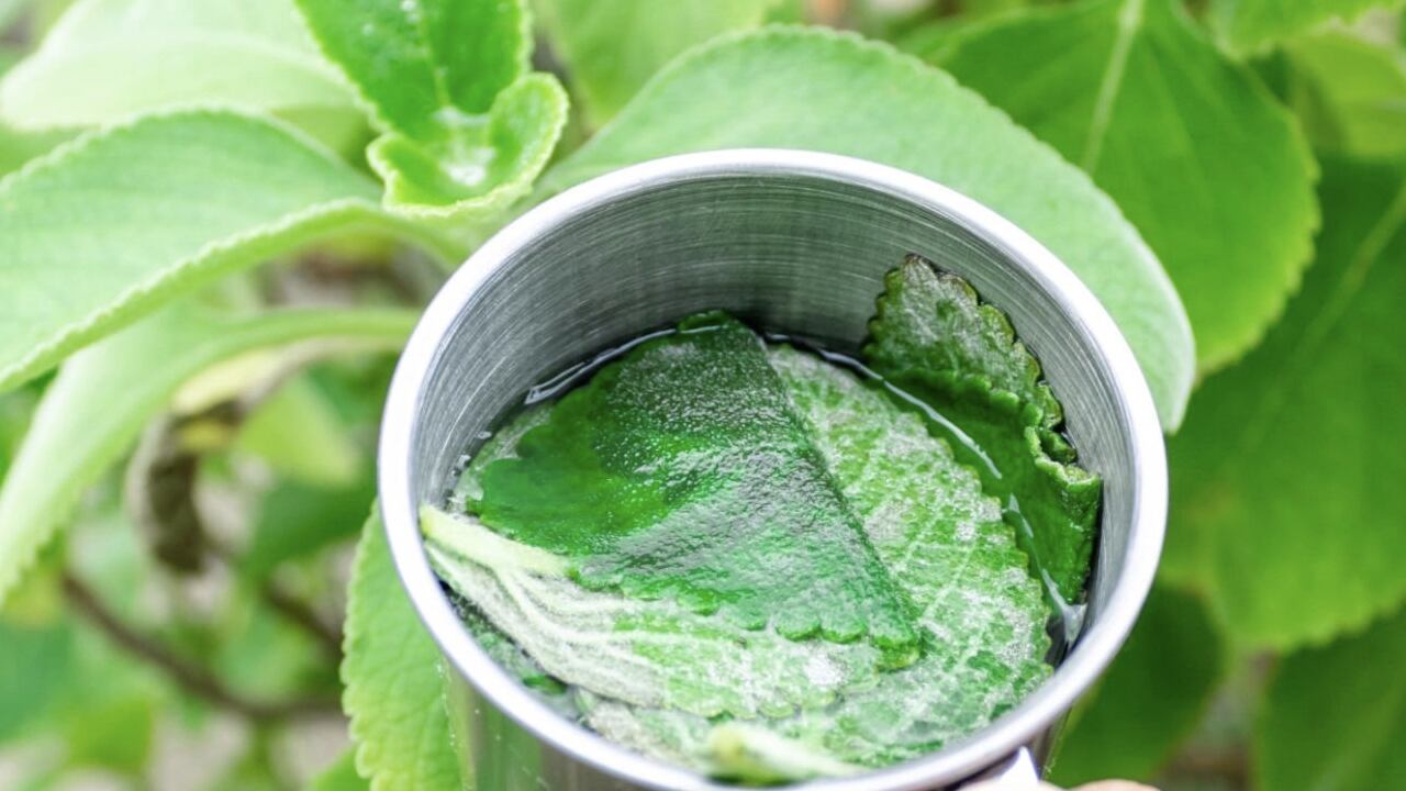 La infusión de esta planta es ideal para depurar el hígado.