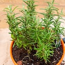 Estos son los objetos que le pueden ayudar a atraer dinero con ayuda de la planta.