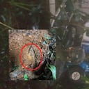 niños desaparecidos en Guaviare el país