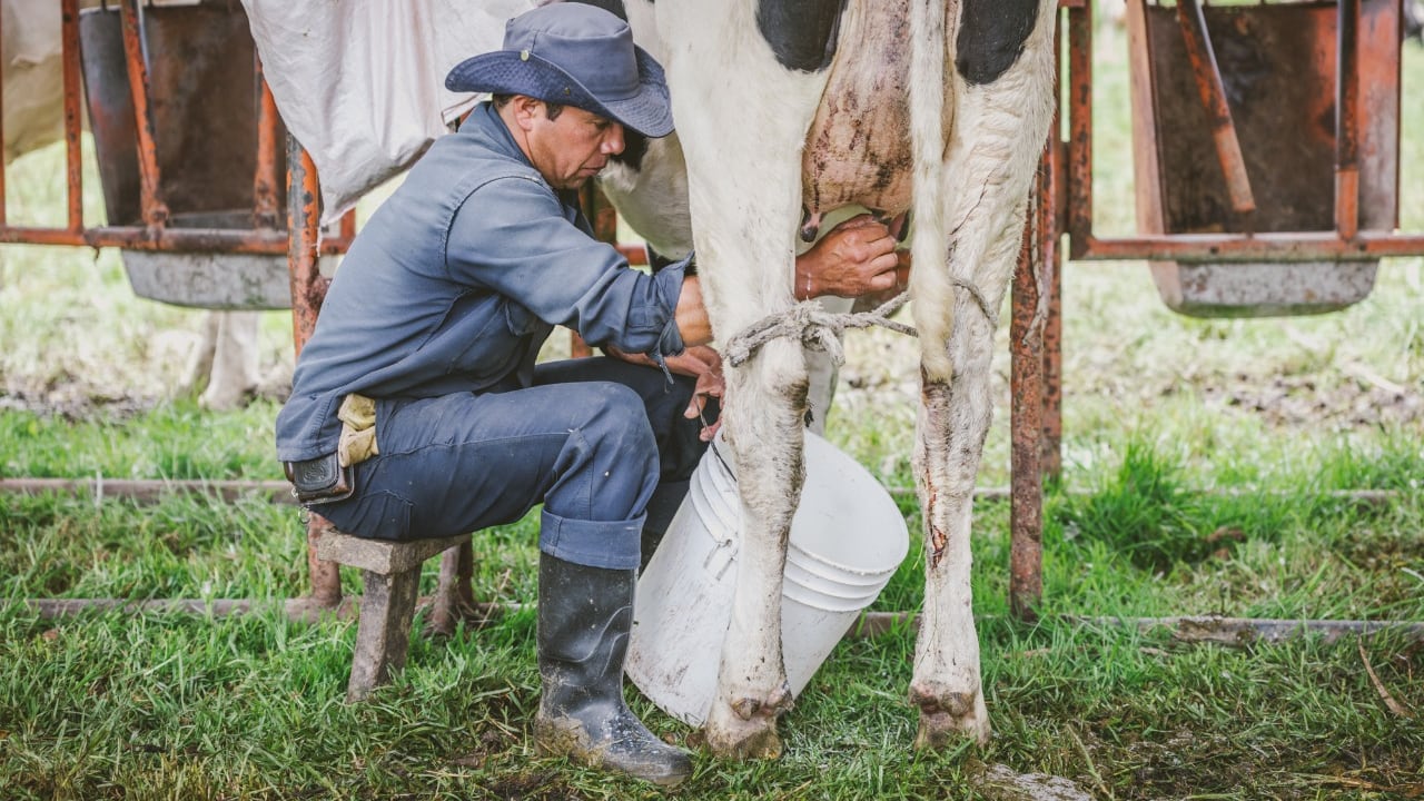 Paro Nacional en Colombia: convocan a lechetón para disminuir pérdidas por bloqueos