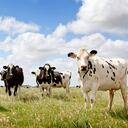 En la India las vacas son consideradas como sagradas.