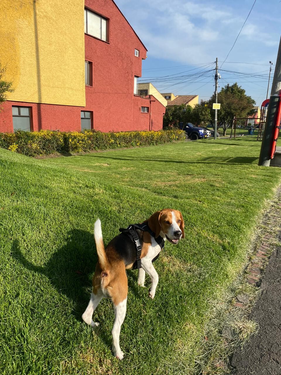 Goliatt, perro perdido en Transmilenio