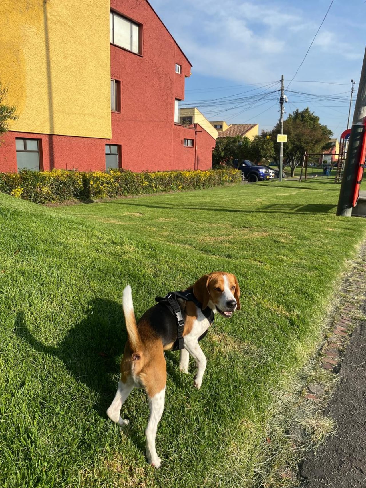 Goliatt, perro perdido en Transmilenio