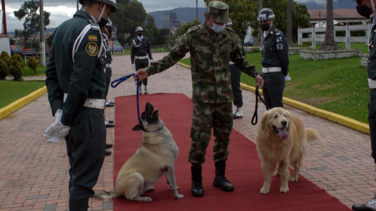 Perros del Ejército se jubilan.